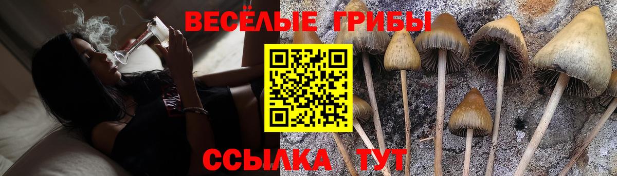 Псилоцибиновые грибы Cubensis  Вход с VPN  Нальчик 